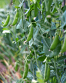 Pisum sativum 'Oregon Sugar Pod'